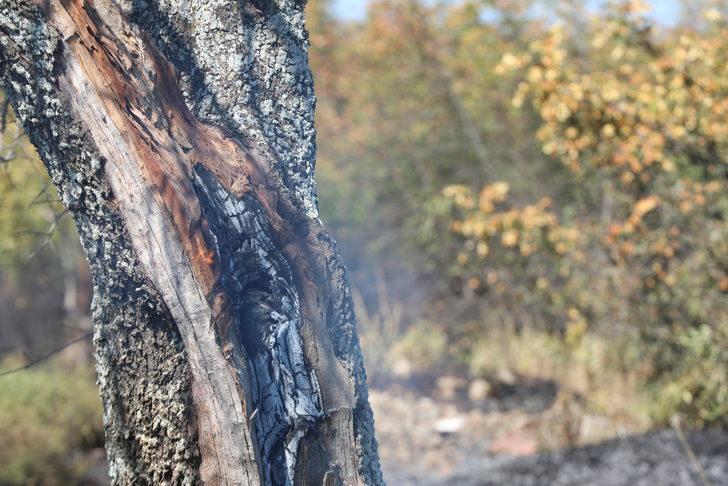 Kırklareli'nde cezaevine yakın alanda çıkan anız yangını söndürüldü G5
