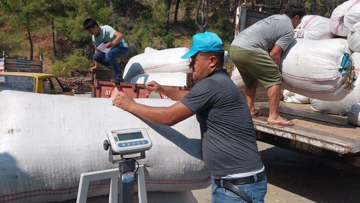 Muğla'da hasat edilen kekik, adaçayı ve harnup ihaleyle satıldı G1