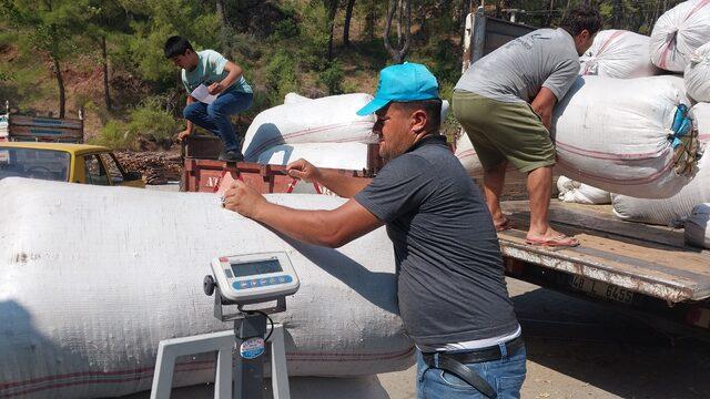 Muğla'da hasat edilen kekik, adaçayı ve harnup ihaleyle satıldı