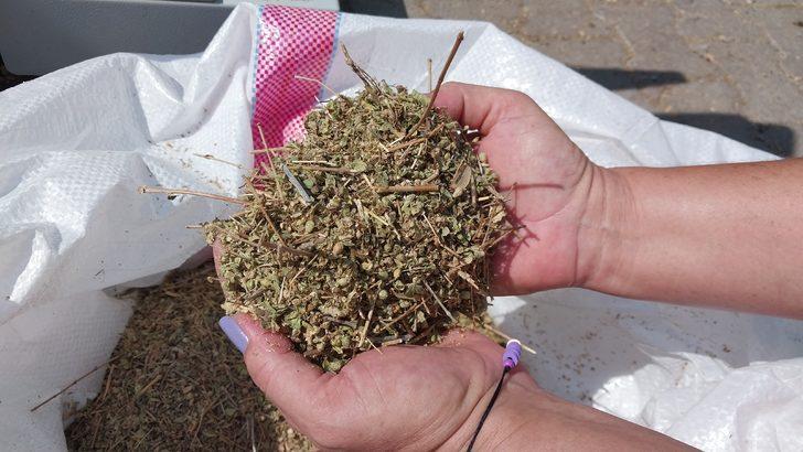 Muğla'da hasat edilen kekik, adaçayı ve harnup ihaleyle satıldı G2