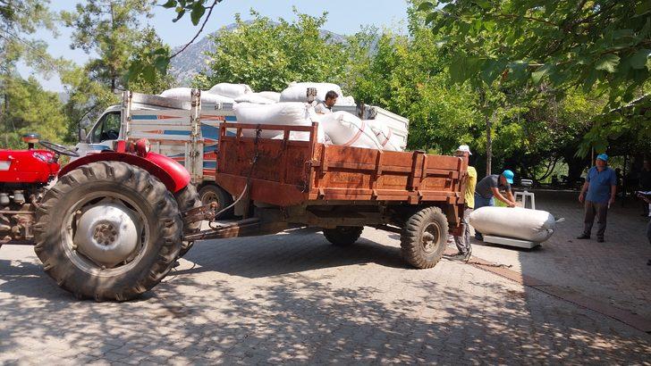 Muğla'da hasat edilen kekik, adaçayı ve harnup ihaleyle satıldı G3