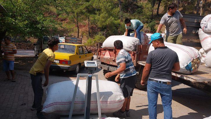 Muğla'da hasat edilen kekik, adaçayı ve harnup ihaleyle satıldı G4
