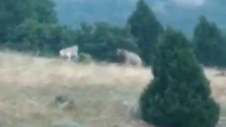 Kangal köpeklerinin pusuya düşürdüğü bozayı neye uğradığını şaşırdı