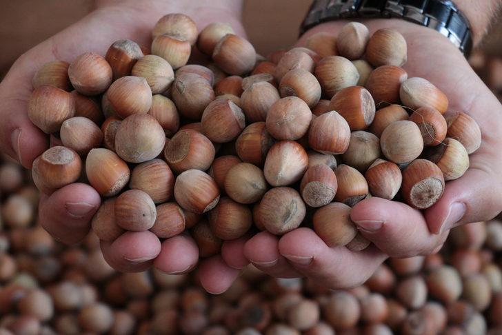 Sakarya'da ilk fındık alımı gerçekleştirildi G1