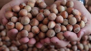 Sakarya'da ilk fındık alımı gerçekleştirildi