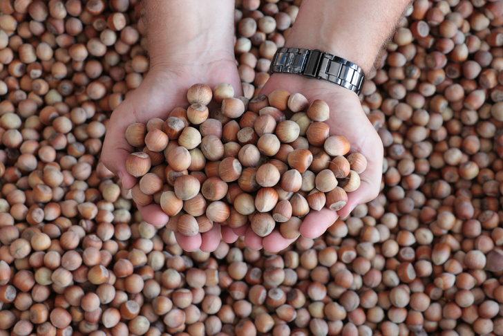 Sakarya'da ilk fındık alımı gerçekleştirildi G2