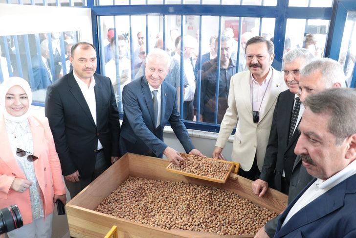 Sakarya'da ilk fındık alımı gerçekleştirildi G3