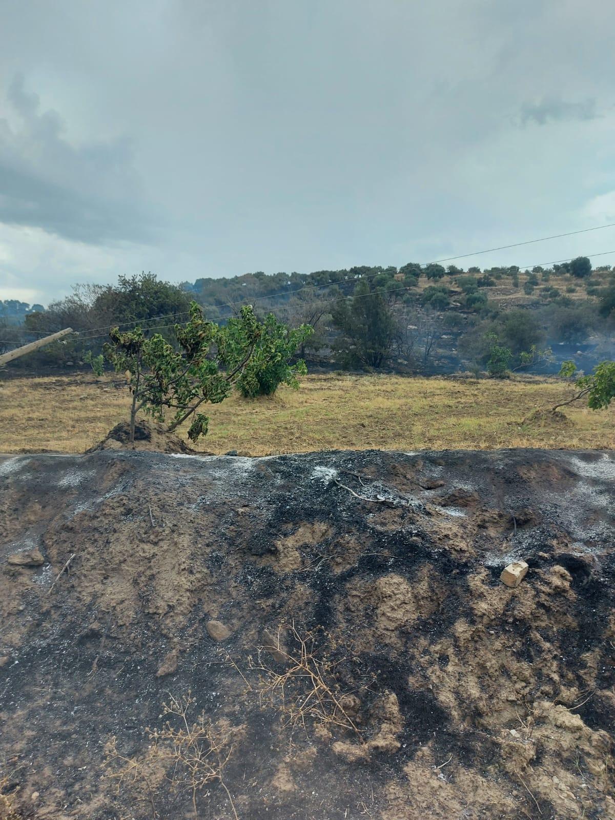 Aydın'da zeytin bah&ccedil;esinde &ccedil;ıkan yangın s&ouml;nd&uuml;r&uuml;ld&uuml;