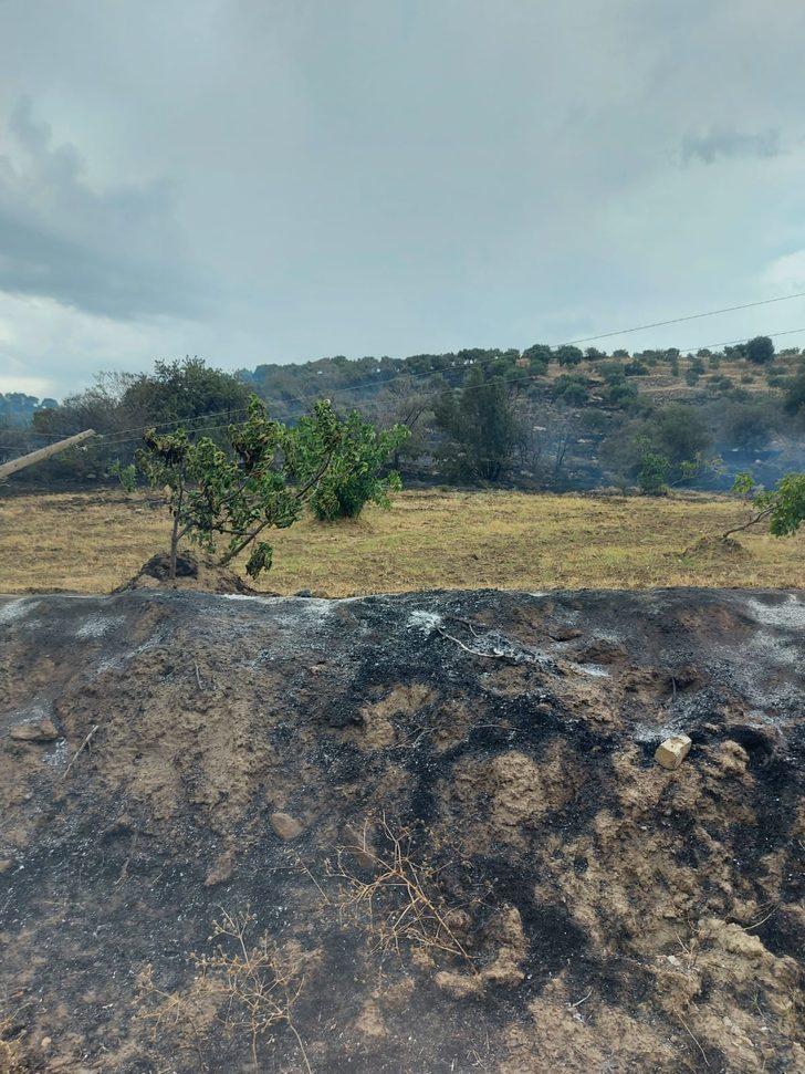 Aydın'da zeytin bahçesinde çıkan yangın söndürüldü G1