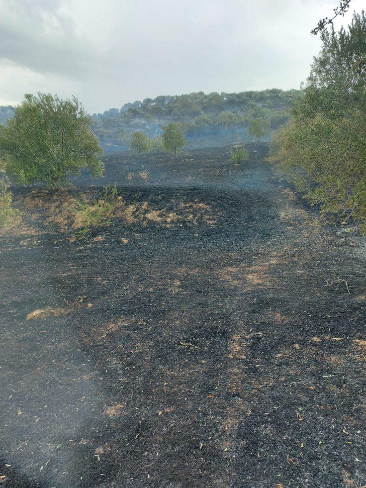 Aydın'da zeytin bahçesinde çıkan yangın söndürüldü G2