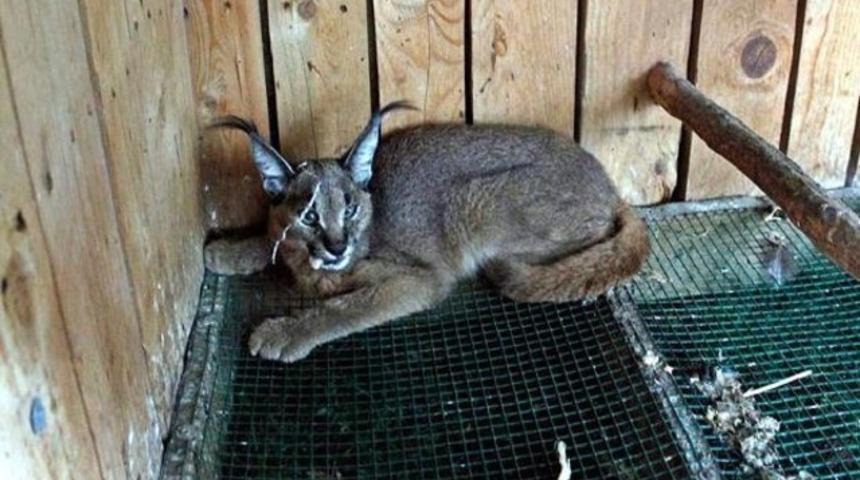 Karakulak kurban eti yerken yakalandı