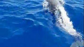 Tekneye eşlik eden yunuslar görsel şölen oluşturdu