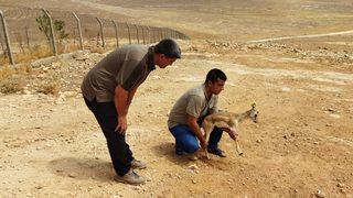 Şanlıurfa'da tedavisi tamamlanan ceylan yavrusu doğaya bırakıldı