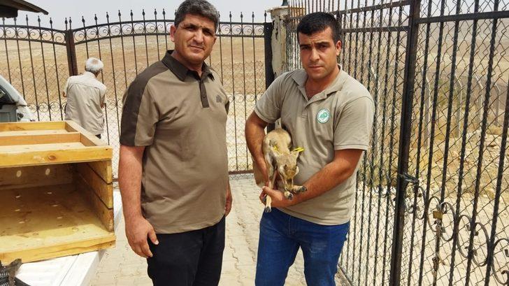 Şanlıurfa'da tedavisi tamamlanan ceylan yavrusu doğaya bırakıldı G2