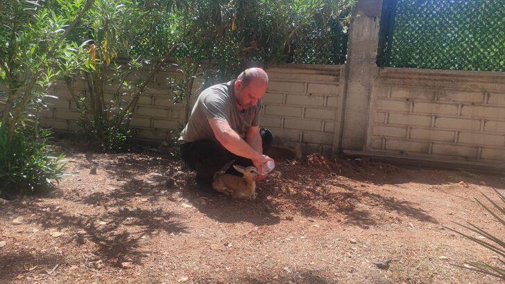 Şanlıurfa'da tedavisi tamamlanan ceylan yavrusu doğaya bırakıldı G3