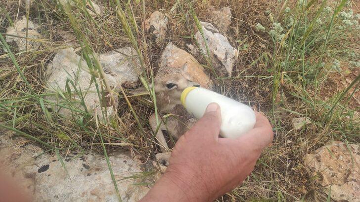 Şanlıurfa'da tedavisi tamamlanan ceylan yavrusu doğaya bırakıldı G4