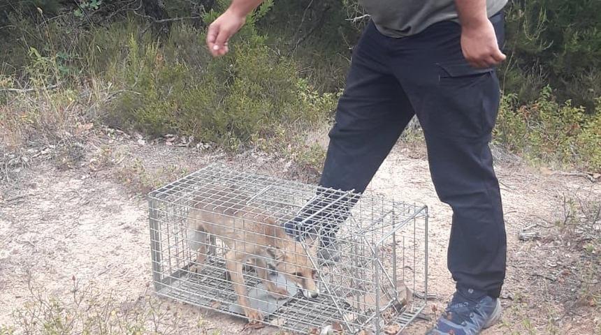 Yalova'da köye dadanan tilki yakalanarak doğal ortamına bırakıldı