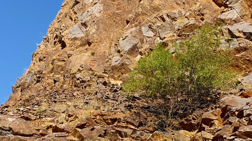 Erzurum'da yaban keçileri görüntülendi