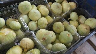 Mersin'de beyaz incir hasadı başladı