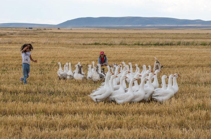 Kış sofrasının vazgeçilmezi "Kars kazı" meralarda doğal yetiştiriliyor G1