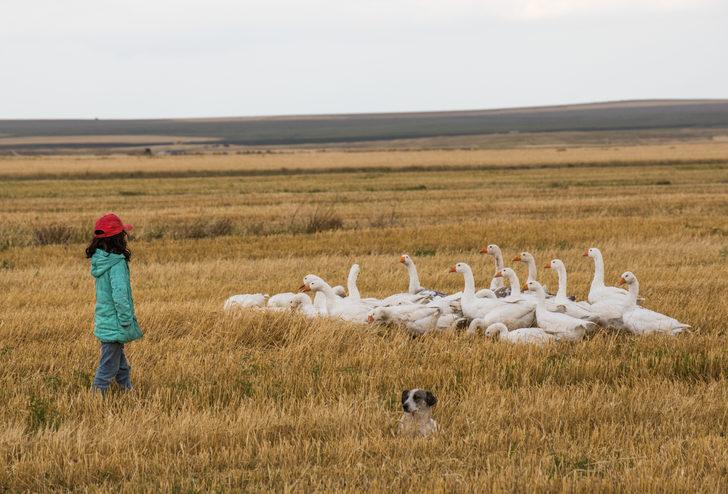 Kış sofrasının vazgeçilmezi "Kars kazı" meralarda doğal yetiştiriliyor G2