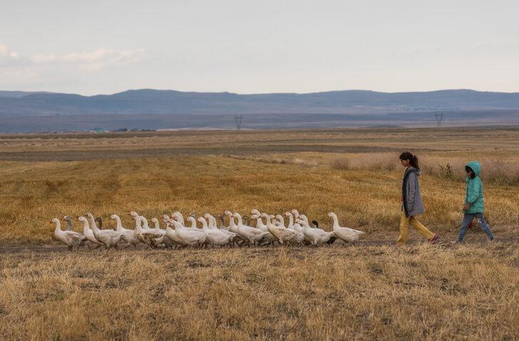 Kış sofrasının vazgeçilmezi "Kars kazı" meralarda doğal yetiştiriliyor G3