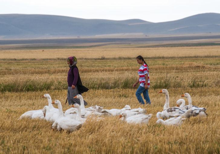 Kış sofrasının vazgeçilmezi "Kars kazı" meralarda doğal yetiştiriliyor G4
