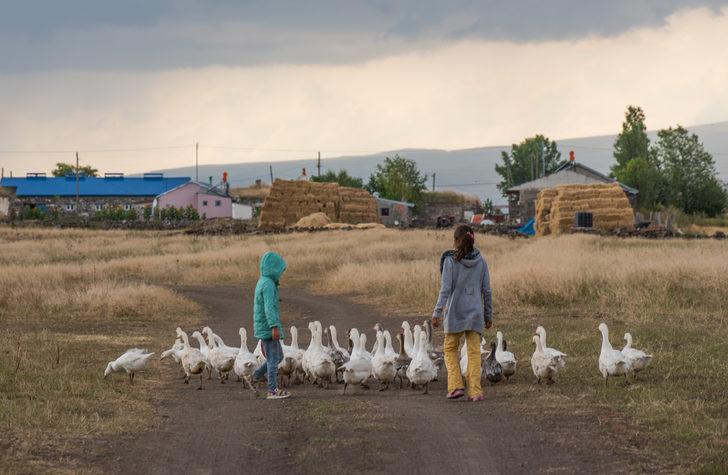 Kış sofrasının vazgeçilmezi "Kars kazı" meralarda doğal yetiştiriliyor G5