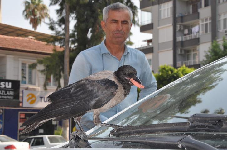 Mersin'de her gün mahalleye gelen kargayı esnaf besliyor G1