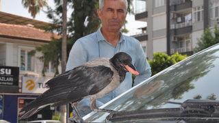 Mersin'de her gün mahalleye gelen kargayı esnaf besliyor