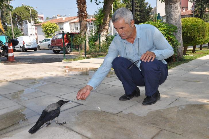 Mersin'de her gün mahalleye gelen kargayı esnaf besliyor G2