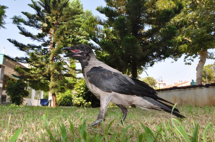 Mersin'de her gün mahalleye gelen kargayı esnaf besliyor G3