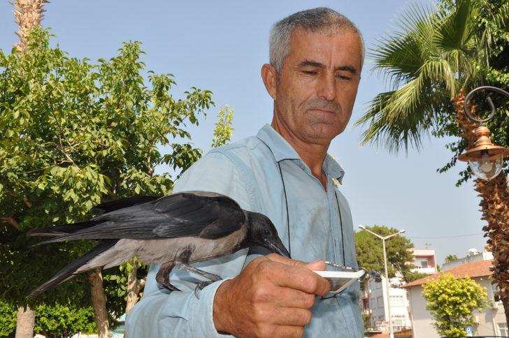 Mersin'de her gün mahalleye gelen kargayı esnaf besliyor G4
