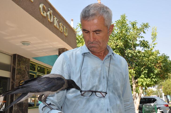 Mersin'de her gün mahalleye gelen kargayı esnaf besliyor G5