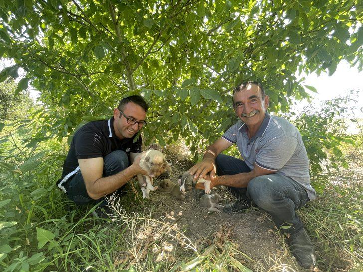 Toprak altından kurtarılan köpek ve 7 yavrusunun yeni yuvası elma bahçesi oldu G3