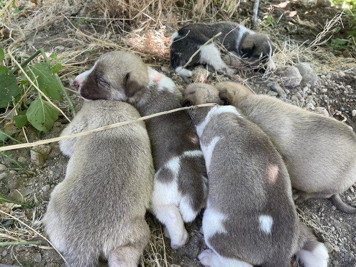 Toprak altından kurtarılan köpek ve 7 yavrusunun yeni yuvası elma bahçesi oldu G4