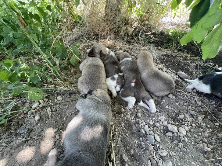 Toprak altından kurtarılan köpek ve 7 yavrusunun yeni yuvası elma bahçesi oldu G5