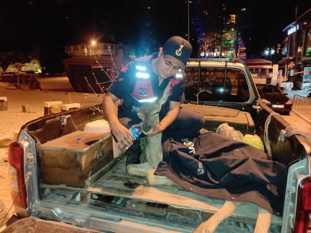 Bolu'da yaralı bulunan geyik tedavi edildi