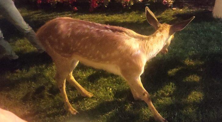 Bolu'da yaralı bulunan geyik tedavi edildi G2