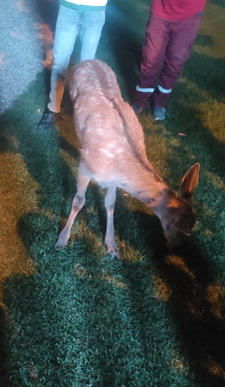 Bolu'da yaralı bulunan geyik tedavi edildi G3