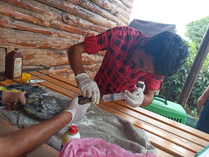 Tedavisi tamamlanan yeşilbaş ördek doğal ortamına bırakıldı G2