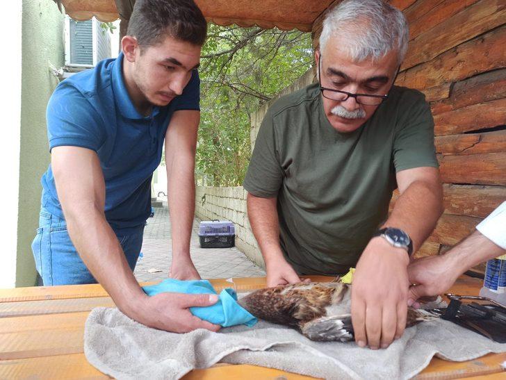 Tedavisi tamamlanan yeşilbaş ördek doğal ortamına bırakıldı G4