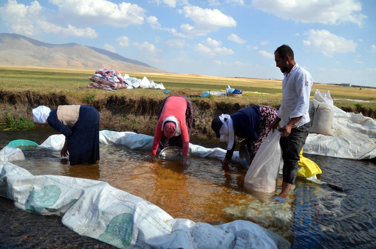 Muş'ta k&ouml;yl&uuml;ler hasat ettikleri buğdayı derelerde yıkamaya başladı