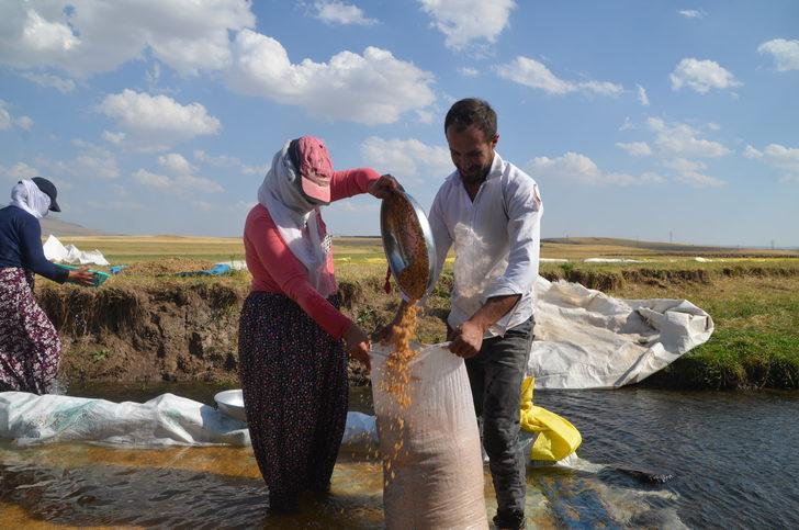 Muş'ta köylüler hasat ettikleri buğdayı derelerde yıkamaya başladı G2