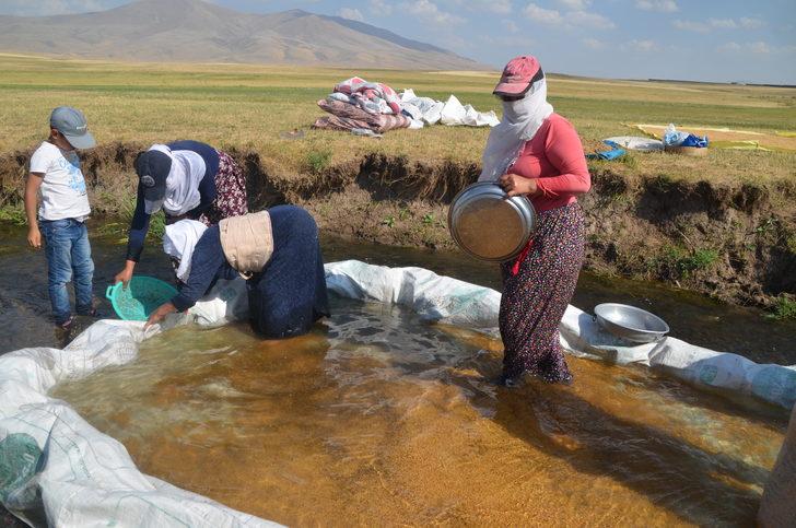 Muş'ta köylüler hasat ettikleri buğdayı derelerde yıkamaya başladı G3