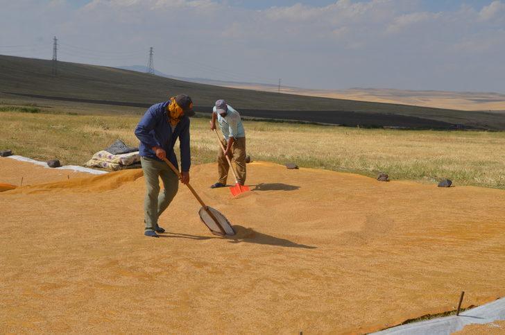 Muş'ta köylüler hasat ettikleri buğdayı derelerde yıkamaya başladı G4