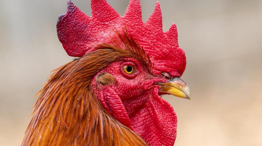 Almanya'da ilginç olay! Günde 200 kere öten horoz nedeniyle mahkemeye verildi...