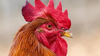 Almanya'da ilginç olay! Günde 200 kere öten horoz nedeniyle mahkemeye verildi...