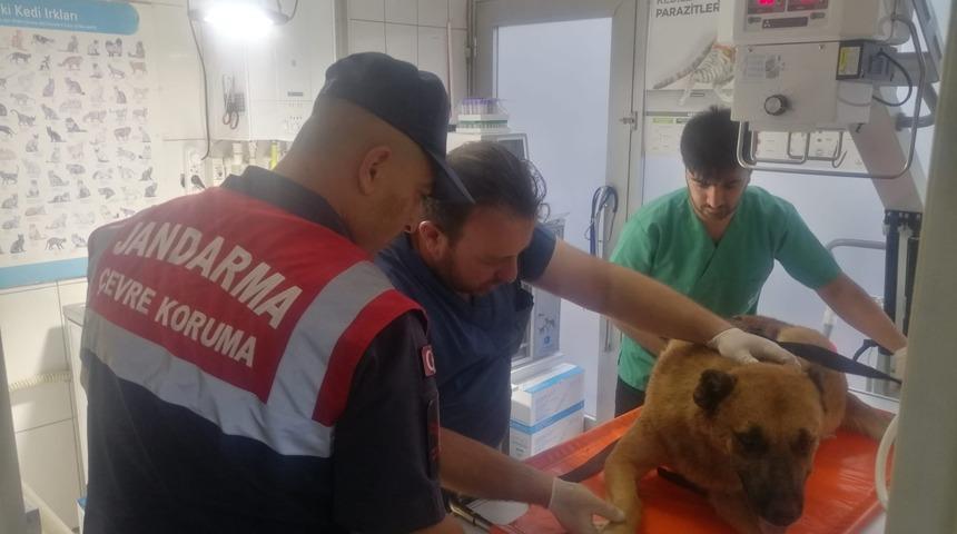 Tokat'ta yaralı köpek tedavi altına alındı
