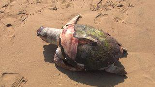 Antalya'da 2 deniz kaplumbağası kıyıya vurdu